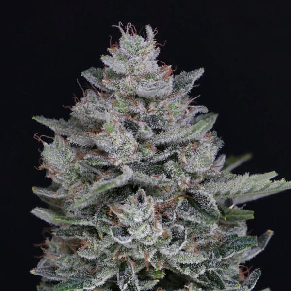MAC² Auto Seed > Pure Instinto | Autoflowering Cannabis   |  Hybrid